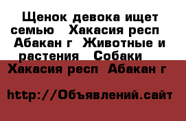 Щенок девока ищет семью - Хакасия респ., Абакан г. Животные и растения » Собаки   . Хакасия респ.,Абакан г.